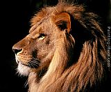 African Lion by Unknown Artist